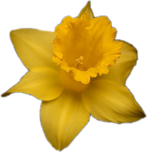 Daffodil (480x494)