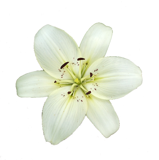 6 Png - White Lily Png (557x560)