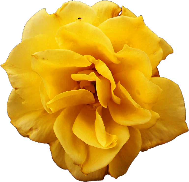 Yellow Rose By Jeanicebartzen27 - Carnation (818x780)
