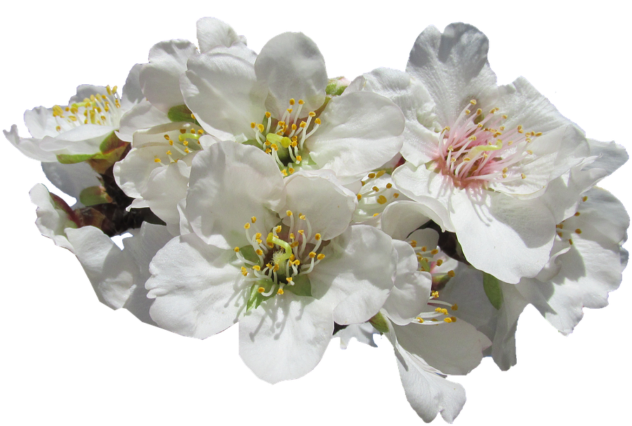 Blossom, Almond, Springtime - Amendoa Em Flor Png (960x649)