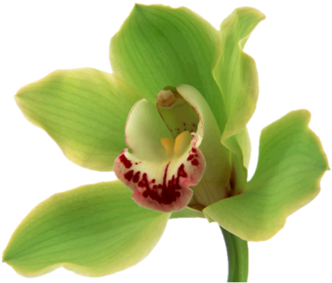 Joli Tube - Fleurs Vertes (600x450)