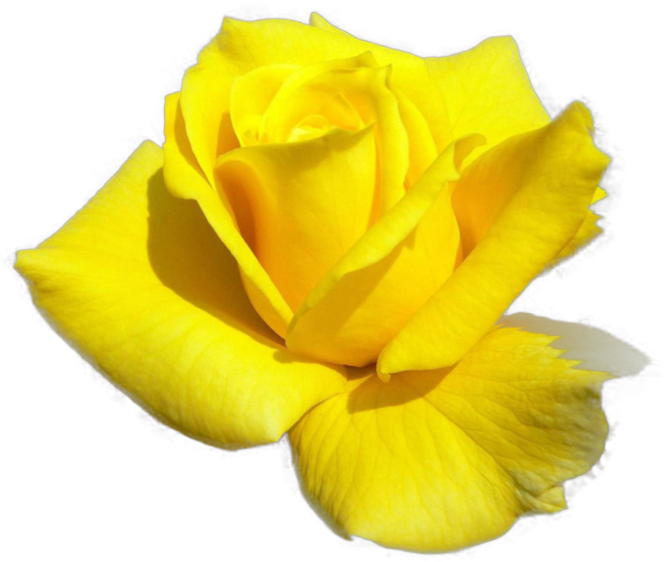 Изображение Для Плейкаста - Garden Roses (1026x1019)