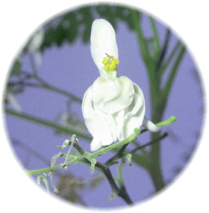 白い花の中でひときわ目立つピンクのつぼみが印象的 ・しら鳥のような装いの花は 清楚なたたずまい - Lily Of The Valley (424x433)