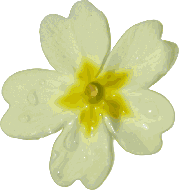 White Flower Png Download - White Flower Clipart (756x800)
