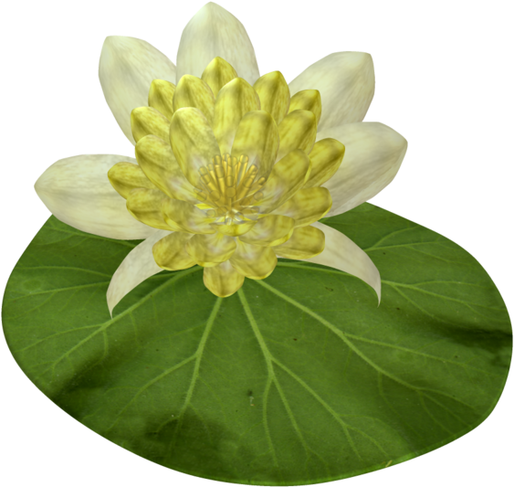 [ Img] - Sacred Lotus (600x600)