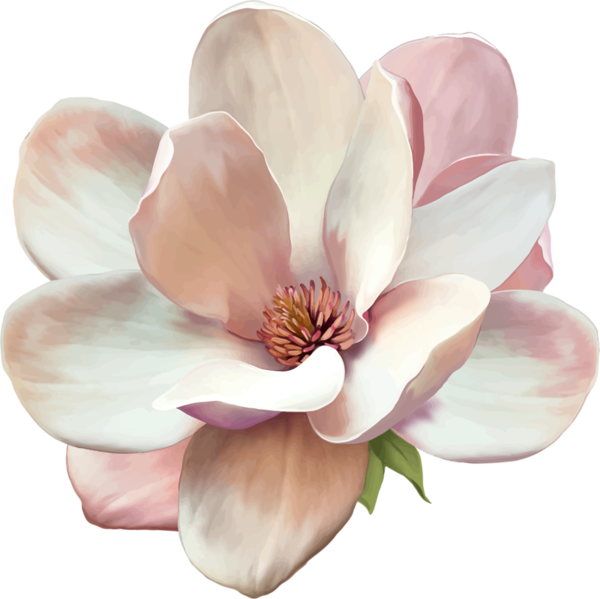 Magnolia Tattoo, Signe De Respect Et De Fidélité Dans - Magnolia Clipart (600x599)