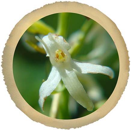 Massage Aux Huiles Essentielles À Grenoble - Grenoble (450x444)