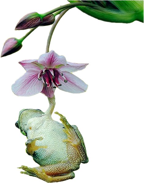 May 2014 At - Frog (500x635)