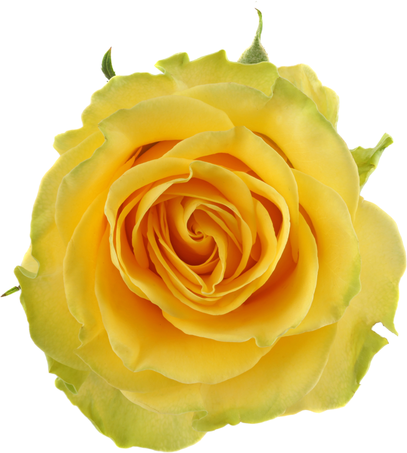 Yellow Qualirosahead Size - Garden Roses (1024x1024)