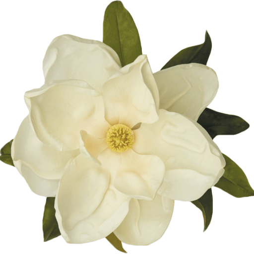 Magnolia White - - S - - - Magnolia Flower Transparent (512x512)