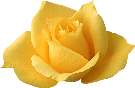 Изображение Для Плейкаста - Single Yellow Rose Flowers (550x396)