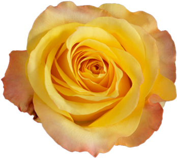 Lady Butterfly Single Head Rose - Painted Lady (500x375)