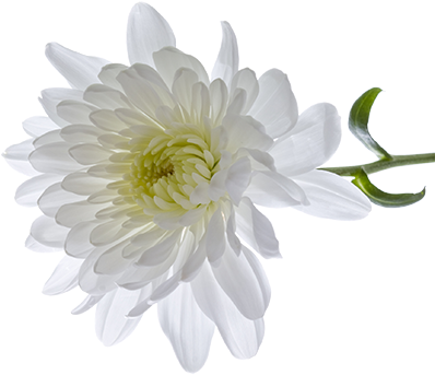 Chrysanthemum Clipart Transparent - White Chrysanthemum Flower Transparent (430x346)
