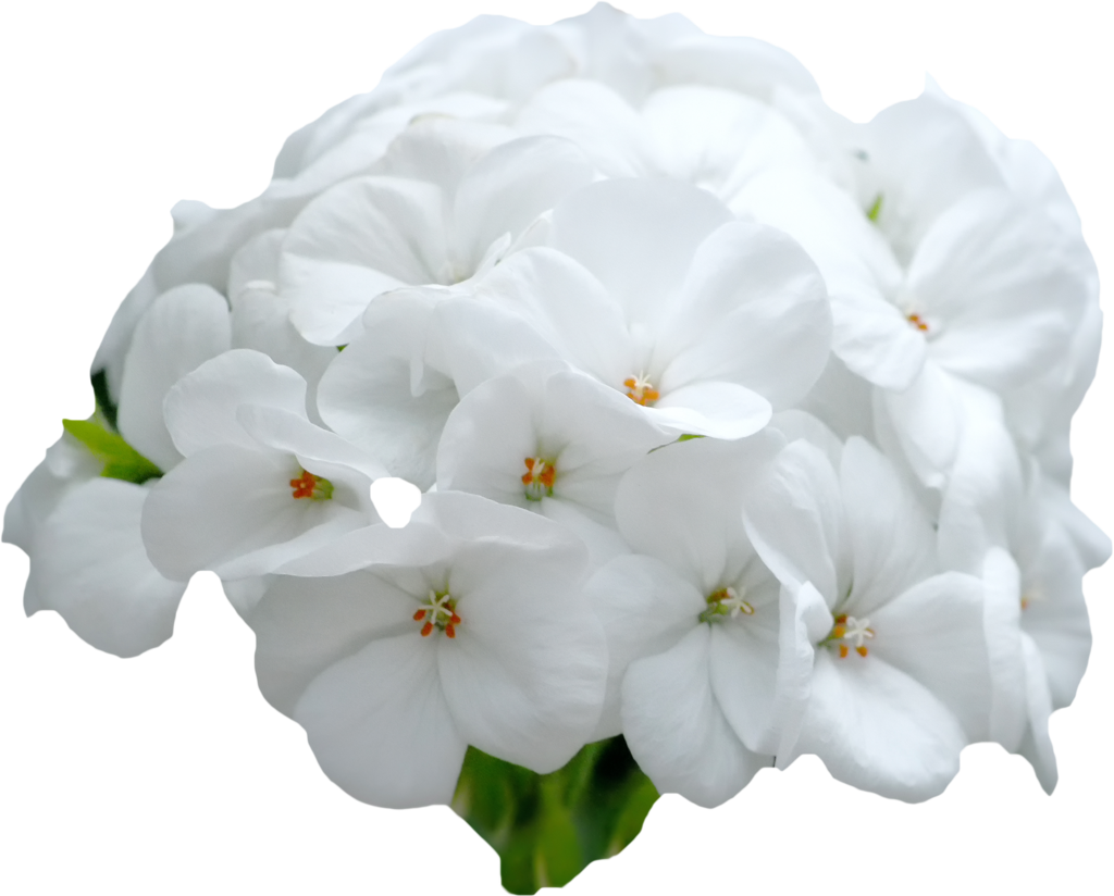White Flowers By Pandymonium62 White Flowers By Pandymonium62 - Deviantart (1024x824)