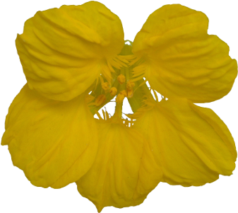 ナスタチウム - Narcissus (400x300)