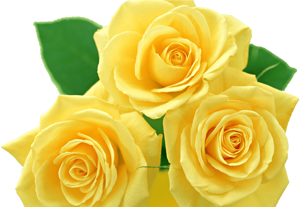 Yellow Roses Png By Melissa Tm On Deviantart - Yellow Roses Png (1368x855)