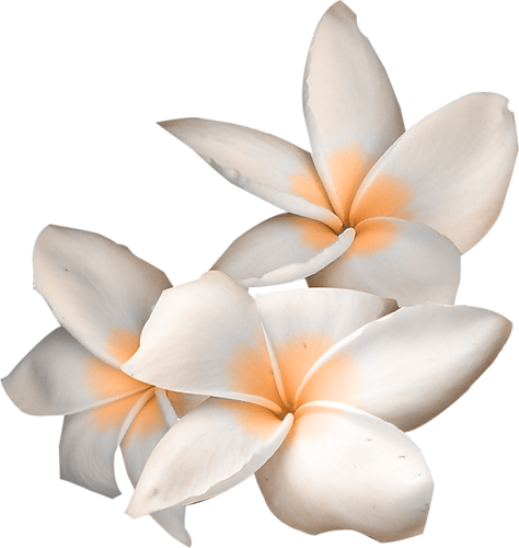 Plumeria Clipart White Blossom - Flower (474x500)