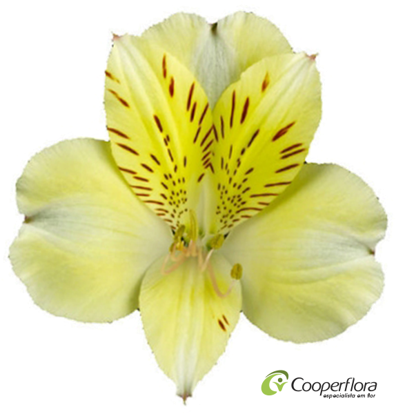 Alstroemeria Boa Vista - Lily Of The Incas (600x600)