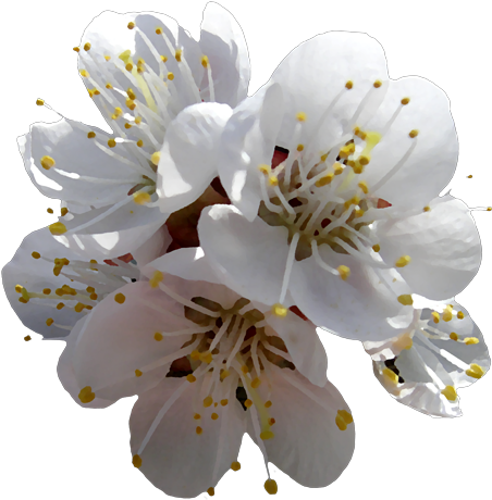 Flower Photography Cerasus Petal - Photography (500x514)