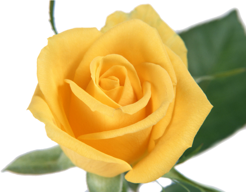 Publicat De Eu Ciresica La - All Yellow Roses (800x650)