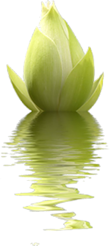 Изображение Для Плейкаста - Tube Feuille De Lotus Png (500x1024)