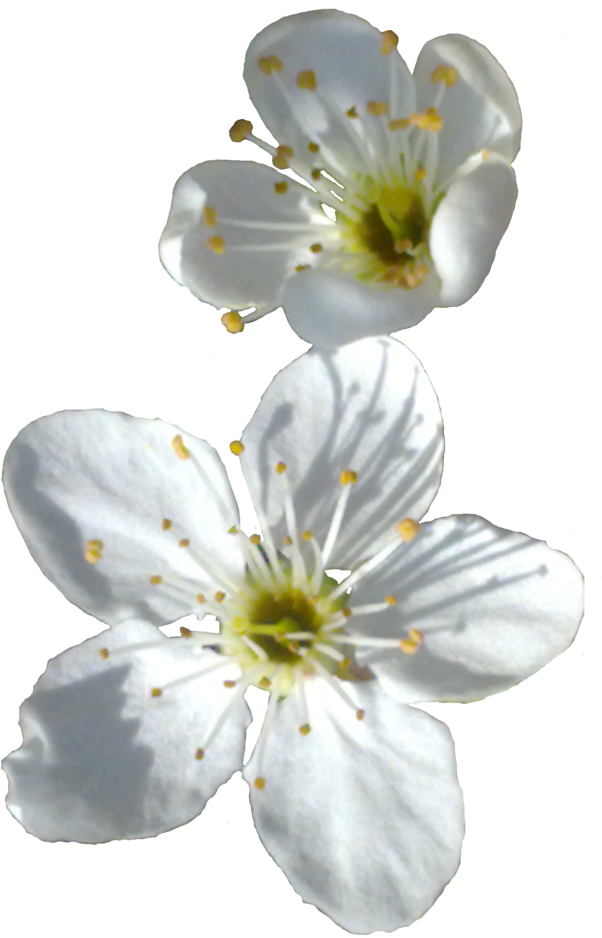 Little White Spring Flower By Sofijas - Little White Flowers Png (1024x1455)