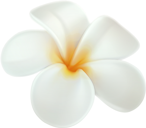 Plumeria Png Clip Art In Category Flowers Png / Clipart - White Hawaiian Flower Png (500x440)