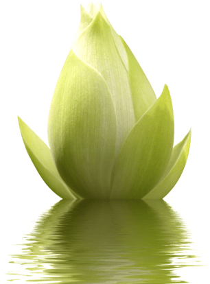 水上<i>含</i><i>苞</i - Sacred Lotus (324x432)