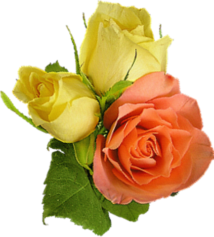 Png Gül Resimleri Rose Png Images - Beach Rose (422x500)