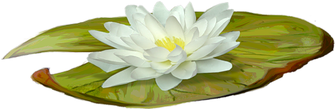 [ Img] - Sacred Lotus (500x279)