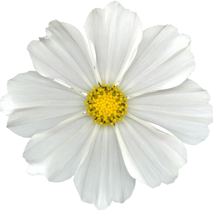 White Flower Png - White Flower Png (900x900)
