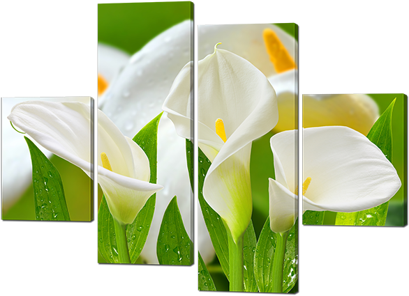 Модульные Картины Цветы Каллы - Arum (600x439)