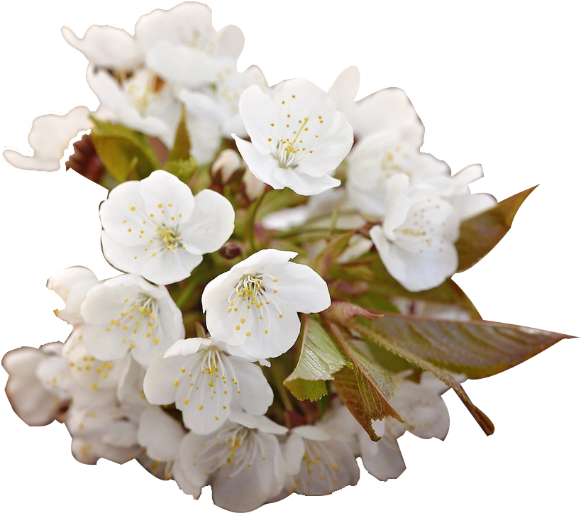 Cherry Blossom Floral Design White - Barbaratag Alles Gute (1200x801)