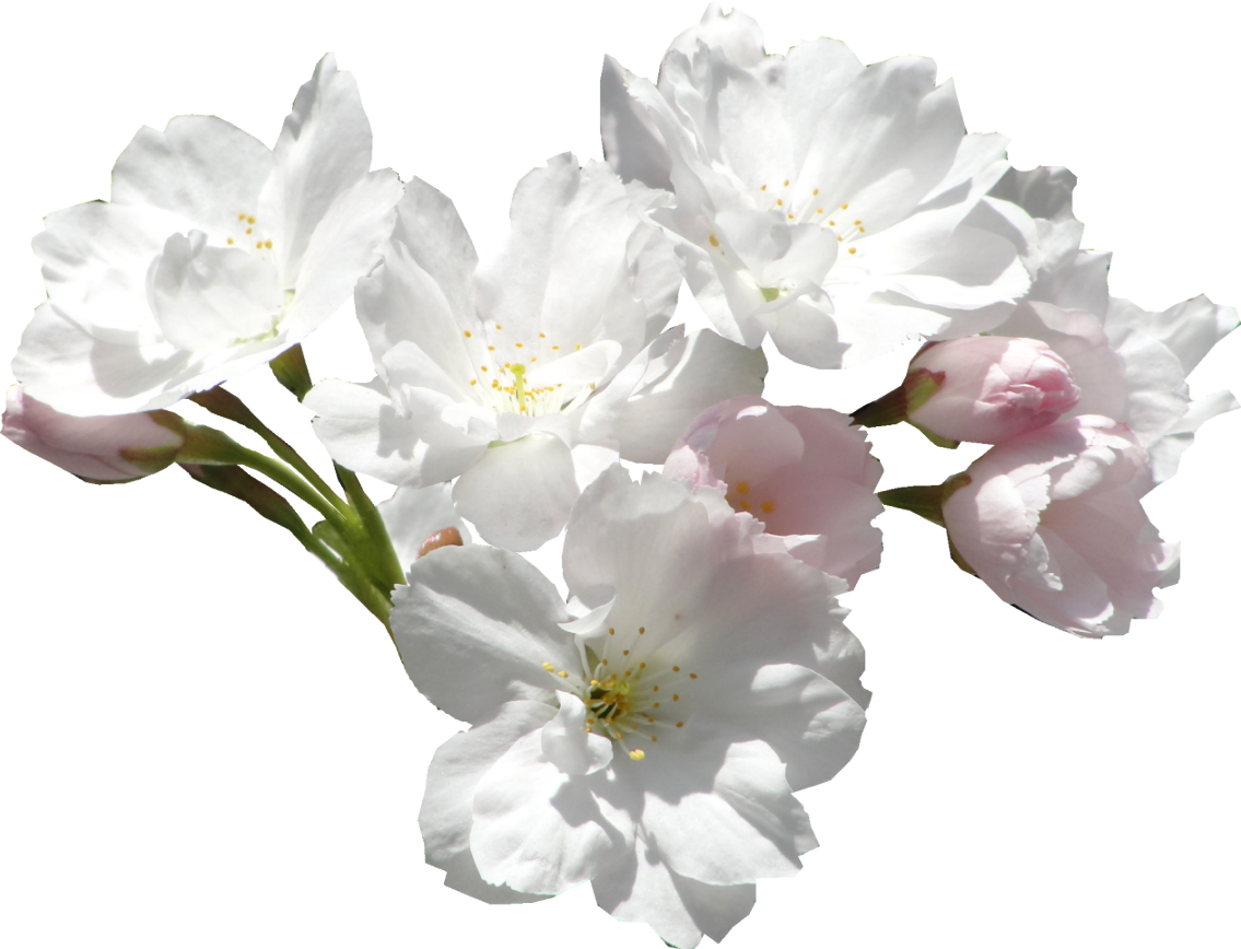 Белые Цветы - Цветы Белые Пнг (1135x868)