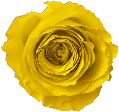 Yellow Rose - Rose (494x477)