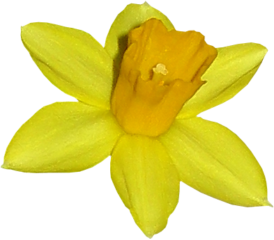 Tube Fleur, Joquille Narcisse - Lily (393x345)