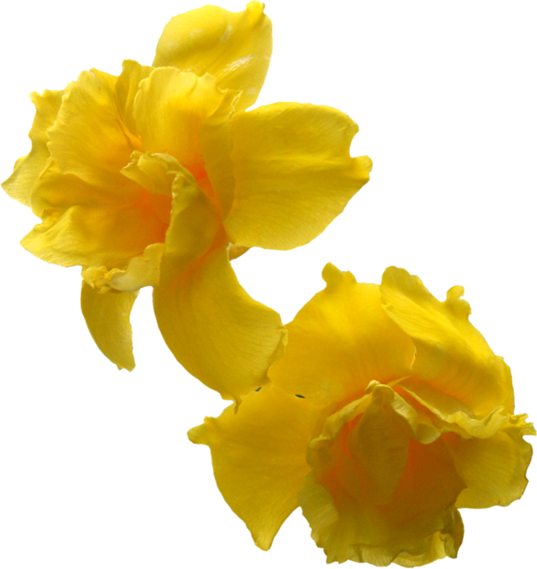 Imágenes Para Photoscape De Flores Y Plantas - Yellow Flowers (755x800)