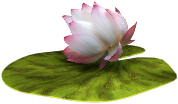Png Çiçek Resimleri, Harika Çiçek Demetleri - Ping Lotus Flower (600x351)
