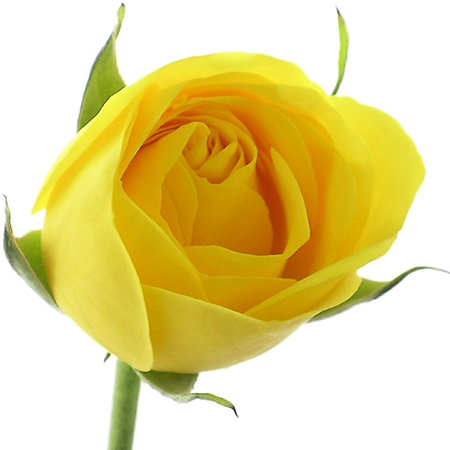 Yellow Roses - Rosa Amarilla Sant Jordi (450x450)