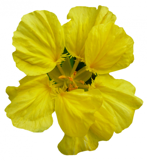[ Img] - Large-flowered Evening Primrose (500x546)