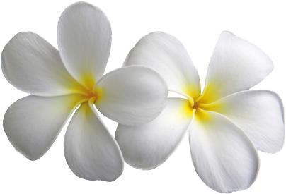 Plumeria Transparent Flowers Png Mightylinksfo - White Flower Png (425x298)