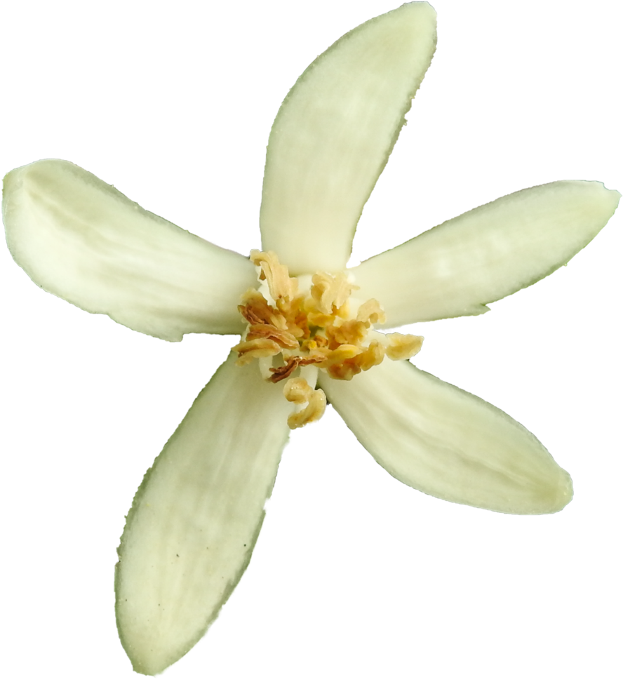 Lemon Blossom Png By Bunny With Camera - Lemon (1024x1024)