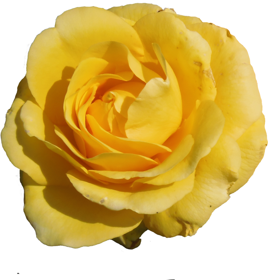 Flower Stock 4 By Indie-scarf - Flower Stock Image Png (1024x1020)