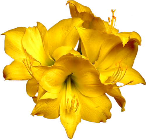 [ Img] - Circle (500x480)