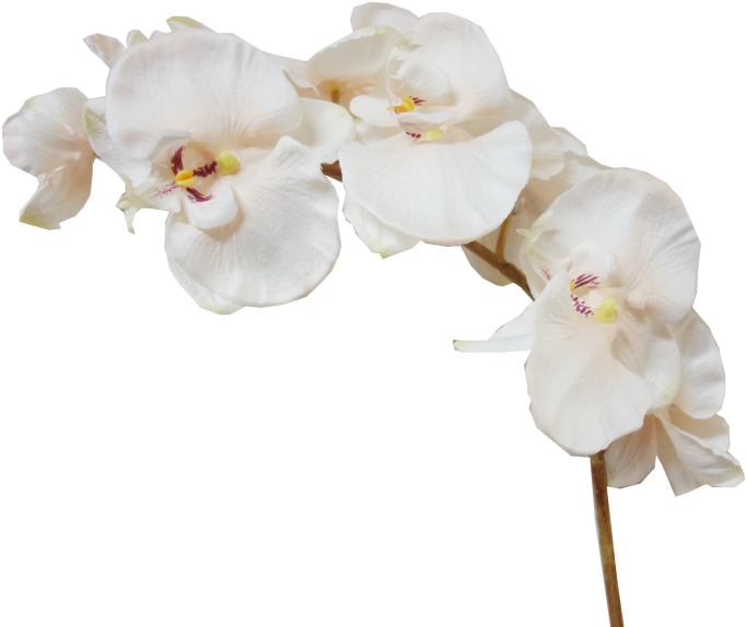 74cm Phalaenopsis Orchid Spray 6 Flowers 2 Buds - Moth Orchids (800x600)