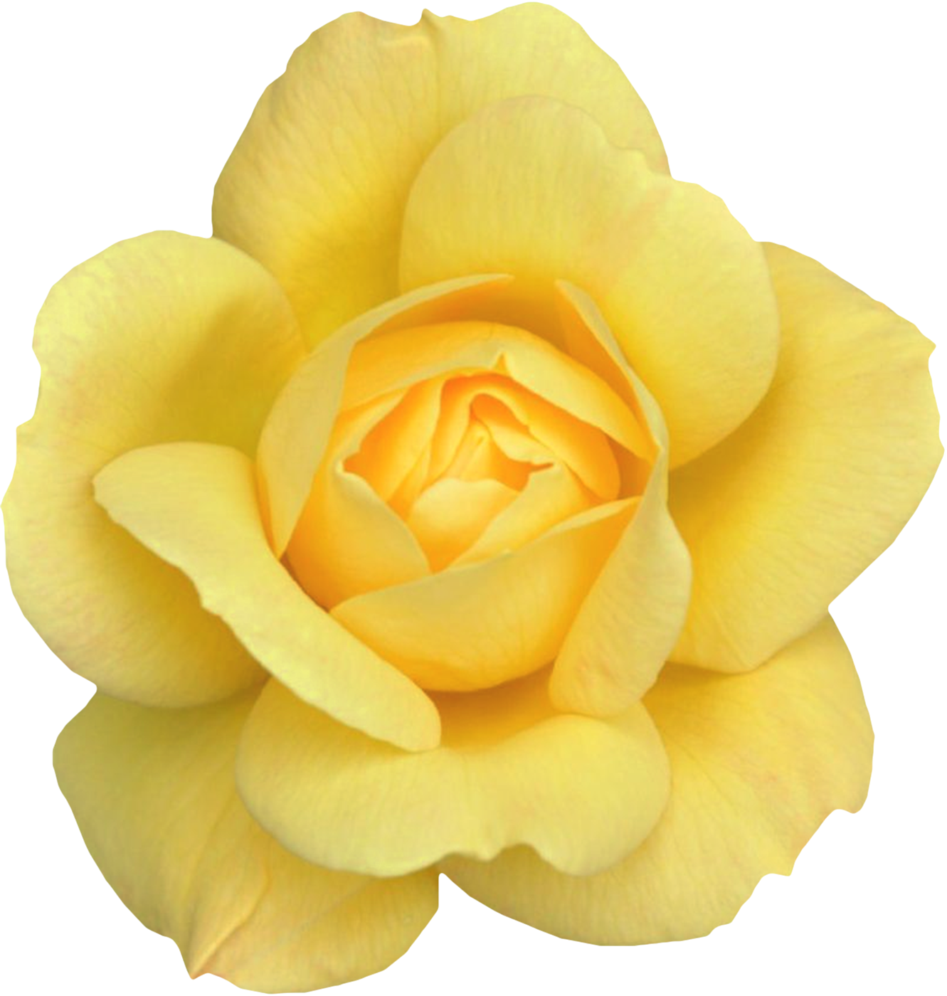 Yellow Rose / Flower / Transparent - Yellow Rose / Flower / Transparent (1331x1400)