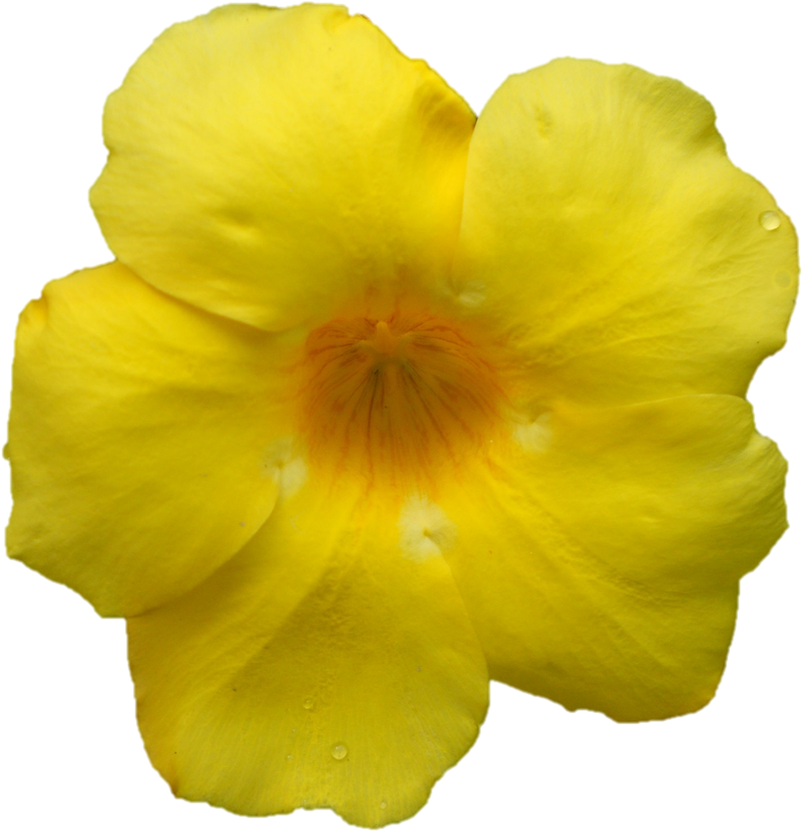 Sri Sarada Devi Darshan At Belur Math On - Damiana (944x937)
