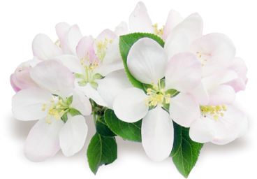 Beyaz Çiçek Resimleri Png - Хорошего Дня Тебе Любимая Хорошего Настроения (500x374)