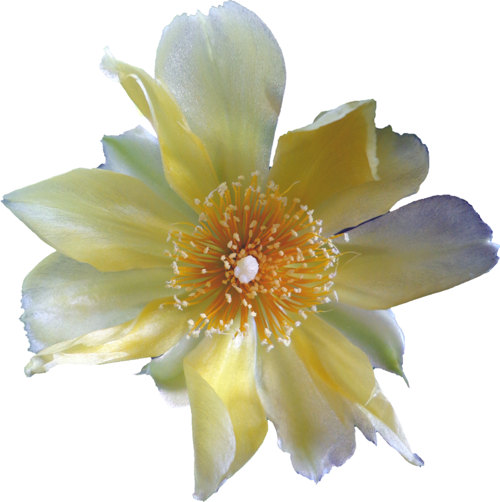 Cactus Flower By Eveblackwoodstock Cactus Flower By - White Cactus Flower Png (1024x1027)