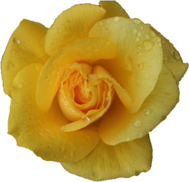 Yellow Flowers Tumblr Hd Wallpaper - Rose (500x375)